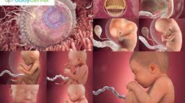 Timeline: Fetal Development