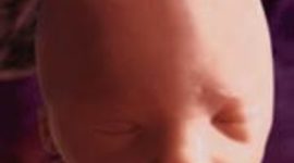 Timeline: Fetal Development