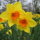 Daffodil
