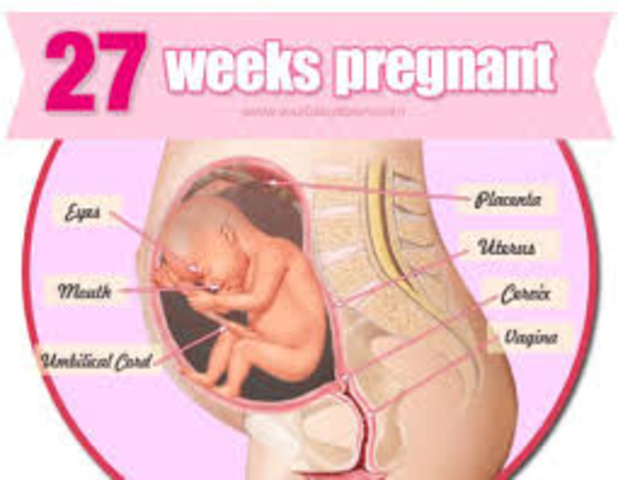 FETAL DEVELOPMENT timeline | Timetoast timelines