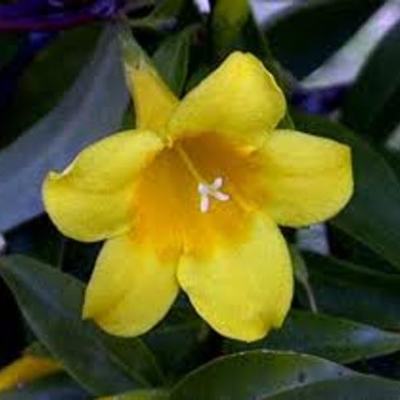 Timeline: Erik Erikson