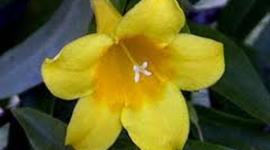 Timeline: Erik Erikson