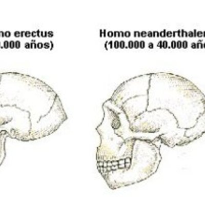 Timeline: Evolucion del craneo humano