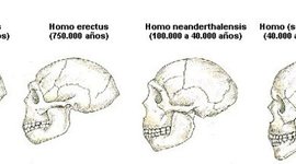 Timeline: Evolucion del craneo humano
