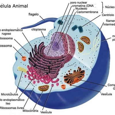 Timeline: Historia de la celula