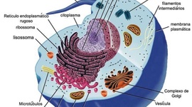 Timeline: Historia de la celula