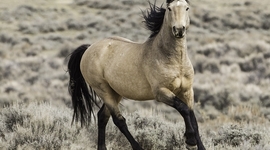 Timeline: Industrial Revolution