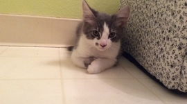 Timeline: Luna joined us