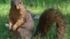 Timeline: Hank The Squirrel by: Preston (entomology), Victoria (osteology), Iymoni (meteorologist)