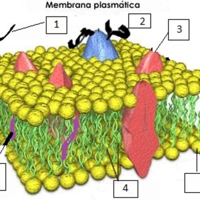 Timeline: Biología y Geología