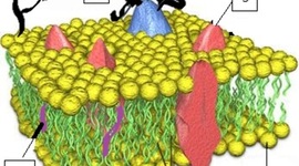Timeline: Biología y Geología