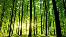 Timeline: Industrial Revolution