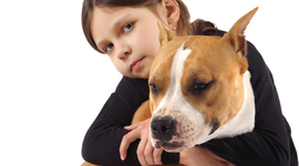 Timeline: PERROS PITBULL