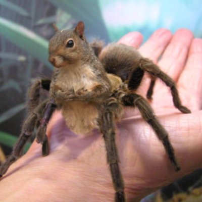 Timeline: Body Farm: Squirrel (Sciurus Niger) Grace - Osteologist, Jaime - Meteorologist, Lauren - Entomologist, Danny - Decomposition Expert