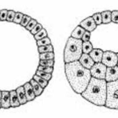 Timeline: Biografía embrionaria