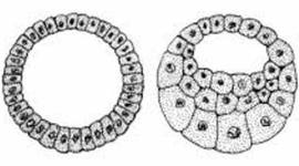 Timeline: Biografía embrionaria