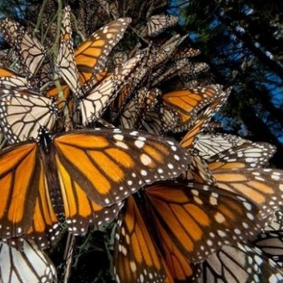 Timeline: La Revolucion Mexicana, la creacion de instituciones y desarrollo economico