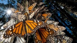 Timeline: La Revolucion Mexicana, la creacion de instituciones y desarrollo economico