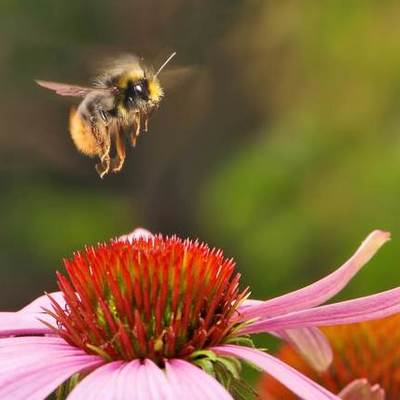 Timeline: History of Bees