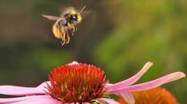 Timeline: History of Bees