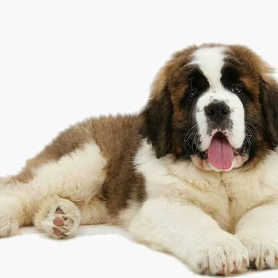 Timeline: gatos y perros