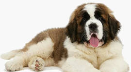 Timeline: gatos y perros