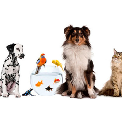 Timeline: Las mascotas