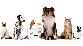 Timeline: Las mascotas