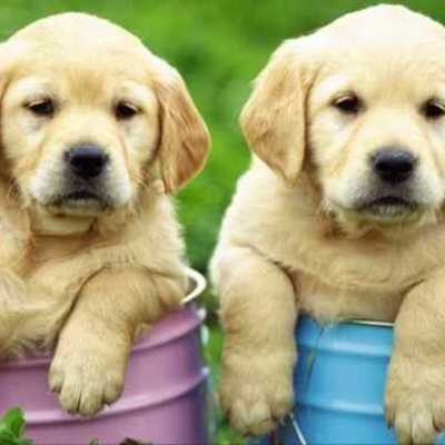 Timeline: Razas de perros