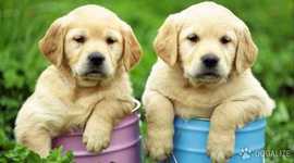 Timeline: Razas de perros