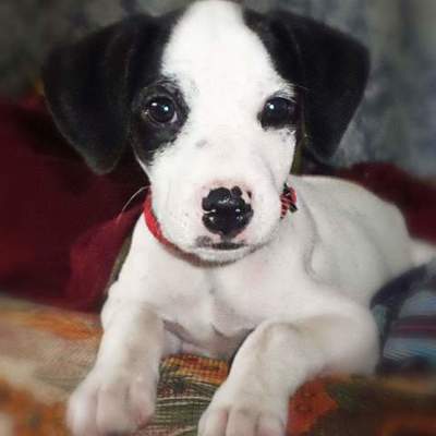 Timeline: Baster, Nuestros perros