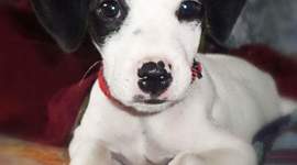 Timeline: Baster, Nuestros perros