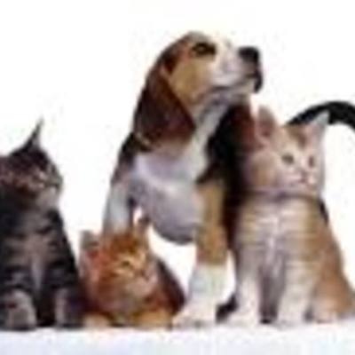 Timeline: Perros y Gatos