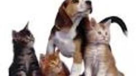 Timeline: Perros y Gatos