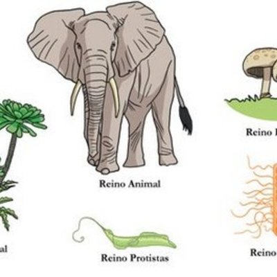 Timeline: Clasificación de la naturaleza