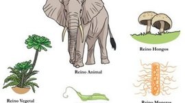 Timeline: Clasificación de la naturaleza