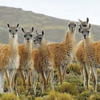 Timeline: WCS Historical Timeline