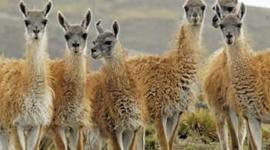 Timeline: WCS Historical Timeline