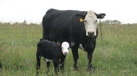 Timeline: Mein Leben