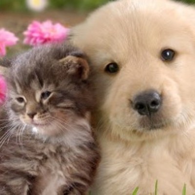 Timeline: animales de la granja