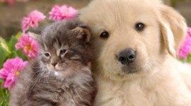 Timeline: animales de la granja