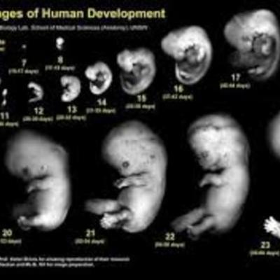 Timeline: Desarrolo de embriones