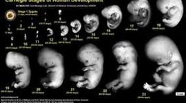Timeline: Desarrolo de embriones