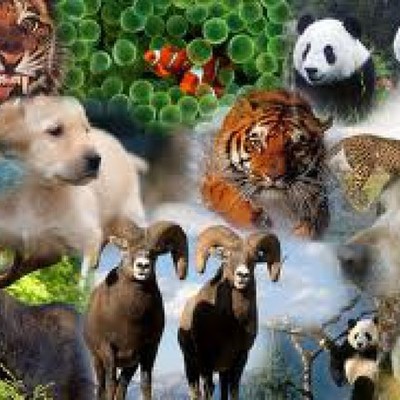 Timeline: Animales