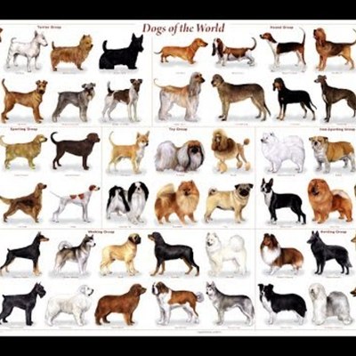 Timeline: HISTORIA DE LOS PERROS