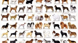 Timeline: HISTORIA DE LOS PERROS