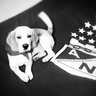 Timeline: Mi Mascota ♥