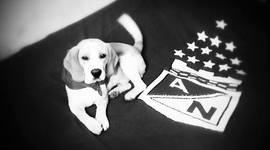 Timeline: Mi Mascota ♥