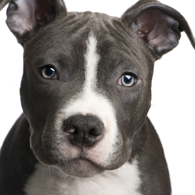 Timeline: PIT BULL'S