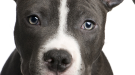 Timeline: PIT BULL'S